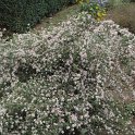 Aster lateriflorus 'Lady in Black'